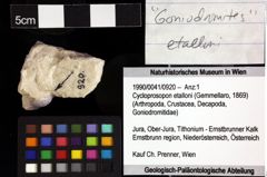 Foto (Objket + Etiketten) von Cycloprosopon etalloni (Gemmellaro, 1869) 